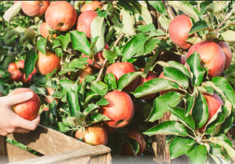 Comment gérer ses saisonniers avec la DSN et le PAS ?