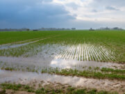 Champ de blé inondé
