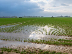 Champ de blé inondé