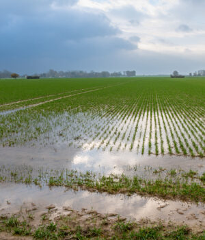 Champ de blé inondé