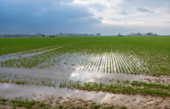 Champ de blé inondé